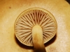 Conocybe sp.