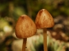 Conocybe sp.