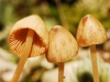 Conocybe sp.
