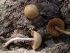 Conocybe sp.