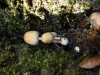 Coprinellus sp.