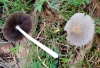 Coprinellus sp.