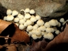 Coprinellus sp.