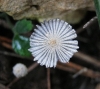 Coprinopsis sp.