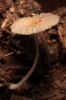 Coprinus cardiasporus Bender 1986