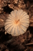 Coprinus cardiasporus Bender 1986