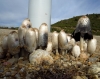 Coprinus comatus (O.F. Mll.) Pers.