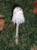 Coprinus comatus (O.F. Mll.) Pers.
