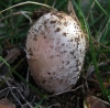 Coprinus comatus (O.F. Mll.) Pers.,