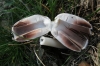 Coprinus comatus (O.F. Mll.) Pers.,