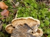 Coriolopsis gallica (Fr.) Ryvarden 1973