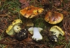 Cortinarius aureofulvus M.M. Moser 1952