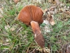 Cortinarius cf. assiduus Mahiques, A. Ortega & Bidaud 2001