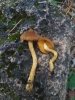 Cortinarius cinnamomeus (L.) Gray 1821