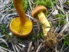 Cortinarius croceus (Schaeff.) Gray 1821