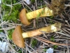 Cortinarius croceus (Schaeff.) Gray 1821