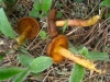 Cortinarius croceus (Schaeff.) Gray 1821