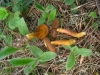 Cortinarius croceus (Schaeff.) Gray 1821