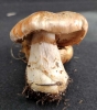 Cortinarius inexspectatus Brandrud 1989