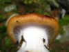 Cortinarius mucosus (Bull.) J. Kickx f. 1867