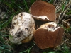 Cortinarius olens Gasparini 2014