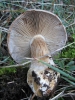 Cortinarius rapaceus Fr. 1838