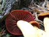 Cortinarius semisanguineus (Fr.) Gillet 1876