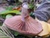 Cortinarius sodagnitus