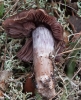 Cortinarius sp.