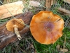 Cortinarius trivialis J.E. Lange 1940