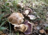 Cortinarius sp.
