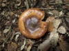 Cortinarius trivialis Lange 1940
