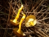 Craterellus lutescens (Fr.) Fr. 1838