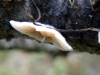 Crepidotus variabilis (Pers.) P. Kumm. 1871