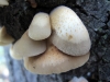 Crepidotus mollis (Schaeff.) Staude 1857