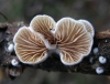 Crepidotus sp.