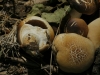 Cyclocybe aegerita (V. Brig.) Vizzini 2014