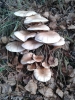 Cyclocybe aegerita (V. Brig.) Vizzini 2014