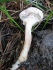 Cystoderma carcharias (Pers.) Fayod 1889