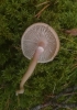 Cystoderma carcharias (Pers.) Fayod 1889