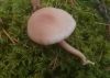Cystoderma carcharias (Pers.) Fayod 1889