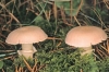 Cystoderma carcharias (Pers.) Fayod 1889