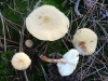 Cystoderma sp