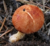 Cystoderma amianthinum (Scop.) Fayod 1889