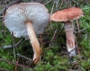Cystodermella cinnabarina (Alb. & Schwein.) Harmaja 2002