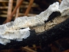Dentipellis fragilis (Pers.) Donk 1962