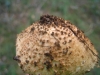 Echinoderma asperum (Pers.) Bon 1991