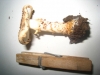 Echinoderma asperum (Pers.) Bon 1991