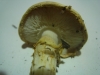 Echinoderma asperum (Pers.) Bon 1991