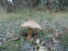 Echinoderma echinaceum (J.E. Lange) Bon 1991